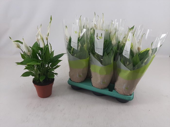 <h4>SPATH TORELLI</h4>