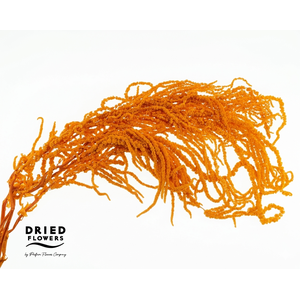Amaranthus Preserved Orange