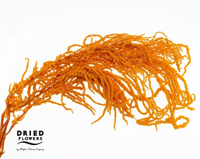 <h4>Amaranthus Preserved Orange</h4>