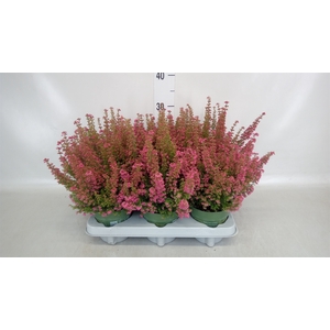Erica gracilis 'Bea Queen Margaret'