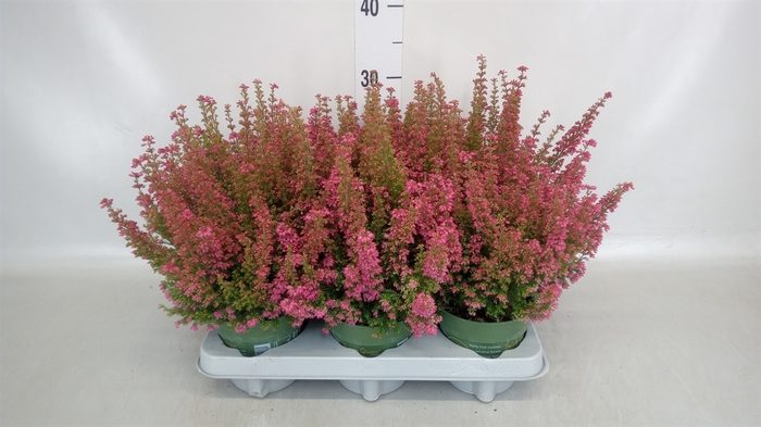 <h4>Erica gracilis 'Bea Queen Margaret'</h4>