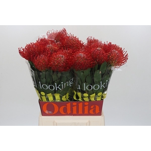 Nutans Ayoba Red