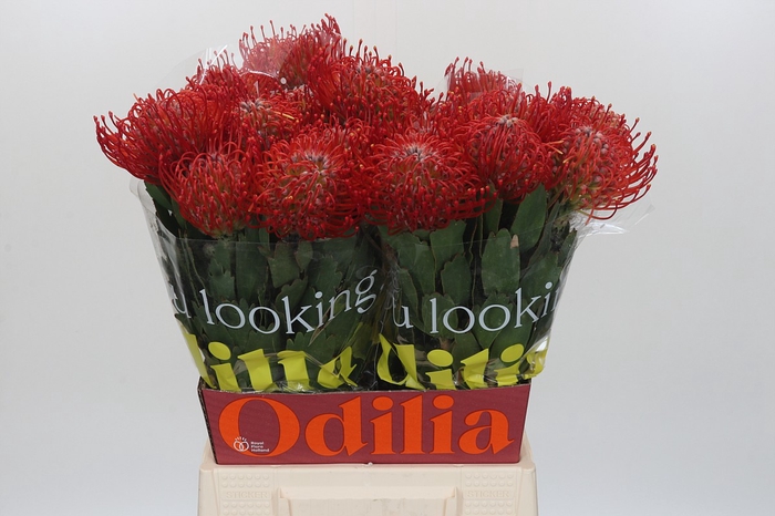 Nutans Ayoba Red