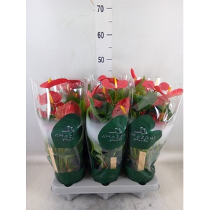 Anthurium andr. 'Aristo'