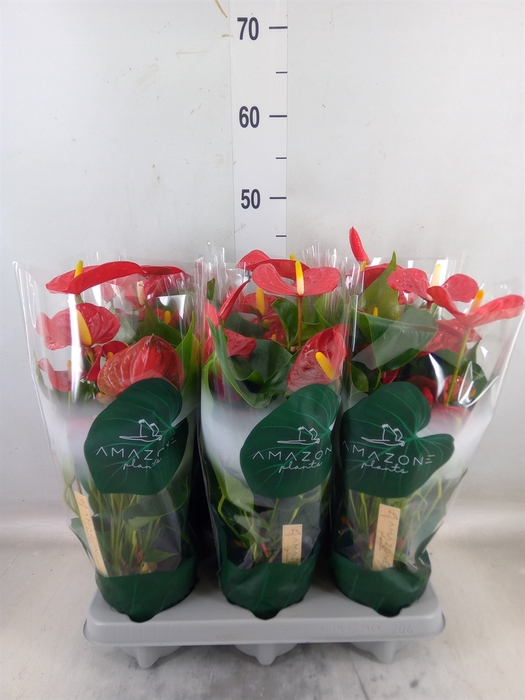 <h4>Anthurium andr. 'Aristo'</h4>