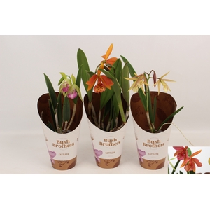 ORCHIDEEEN OVERIG