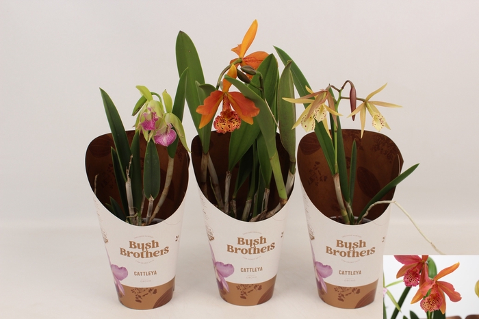 <h4>ORCHIDEEEN OVERIG</h4>