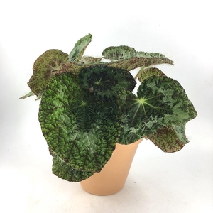 BEGONIA REX-HYBRID P13,5