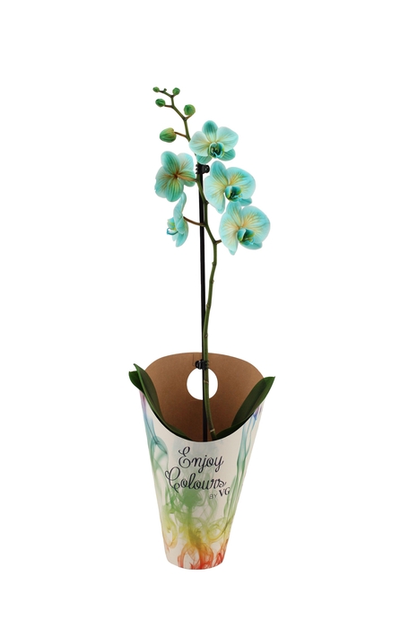<h4>Enjoy Potcover Phal I Am Bonaire 1T9+ ( 24 uur levertijd)</h4>