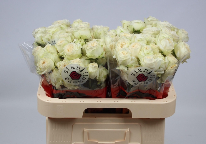 <h4>R TR ASTAEA</h4>