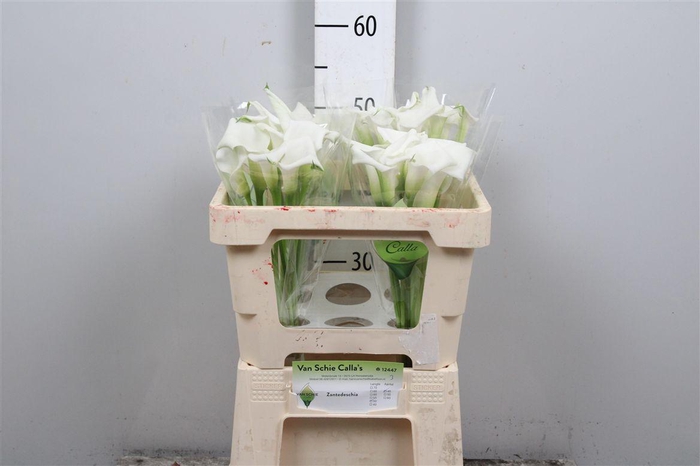 <h4>Zant Crystal Blush</h4>