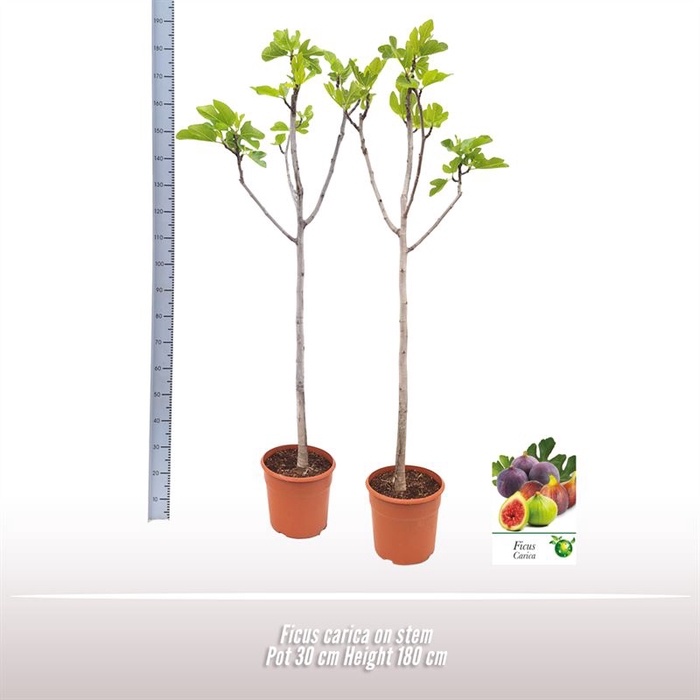 <h4>Ficus Carica Stam</h4>