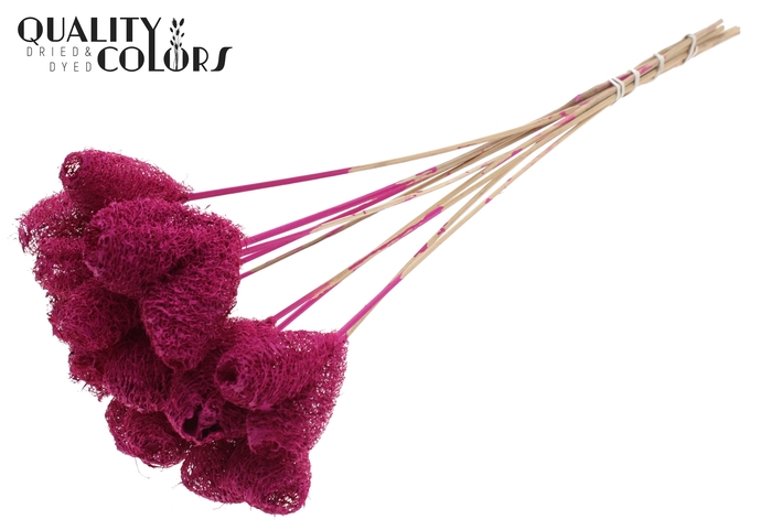 Luffa Heart on stem Lilac