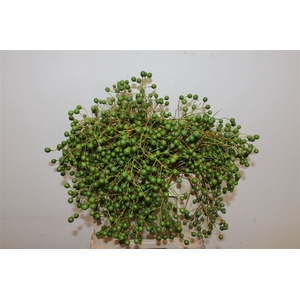 Lilac De Chine 60cm P Stem