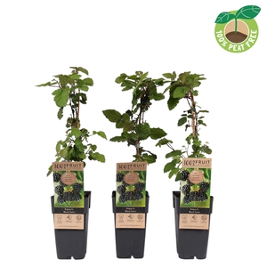 Rubus Fr Black Satin