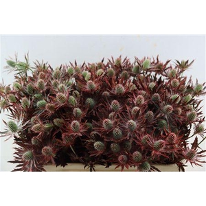 ERYNGIUM RED 50CM SPRAY P TAK H%*