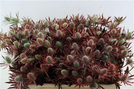 <h4>ERYNGIUM RED 50CM SPRAY P TAK H%*</h4>