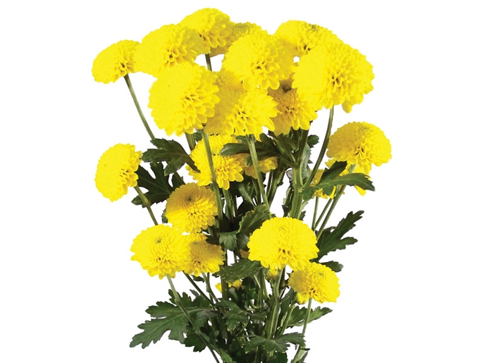 <h4>CRISANTEMO SANTINI LOPEZ 080 CM</h4>