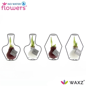 No Water Flowers Waxz® Formz Classic mix