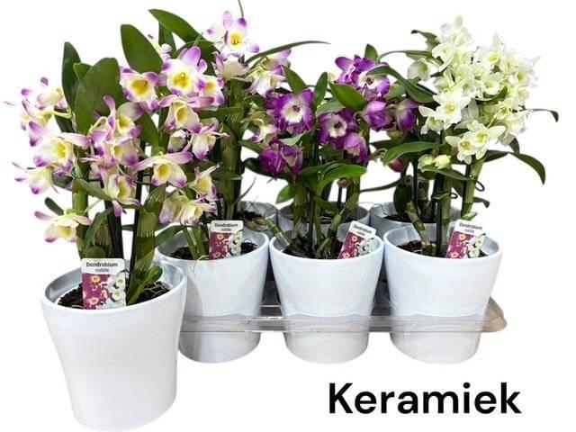 <h4>DENDR N GEM</h4>