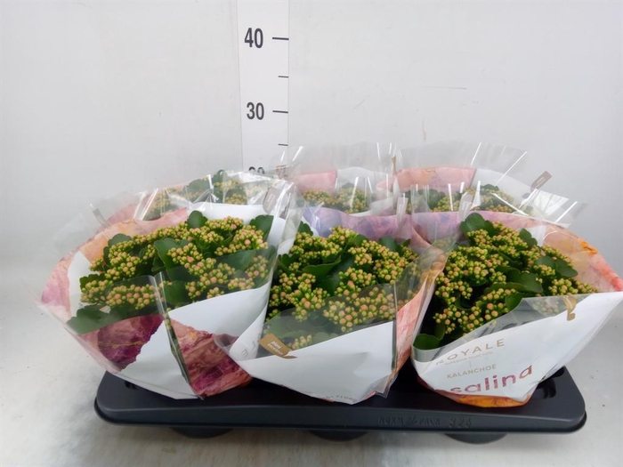 <h4>Kalanchoe blos. 'RosDon Nando'</h4>