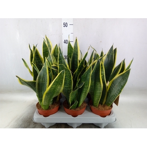 Sansevieria trifa. 'Futura Superba'