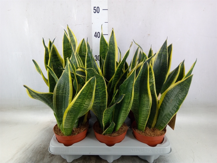 <h4>Sansevieria trifa. 'Futura Superba'</h4>