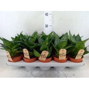 Sansevieria trifa. 'Hahnii'