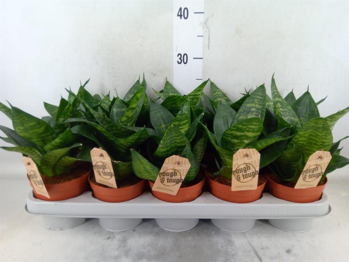 <h4>Sansevieria trifa. 'Hahnii'</h4>