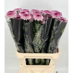 Chrys Gp Captiva Pink