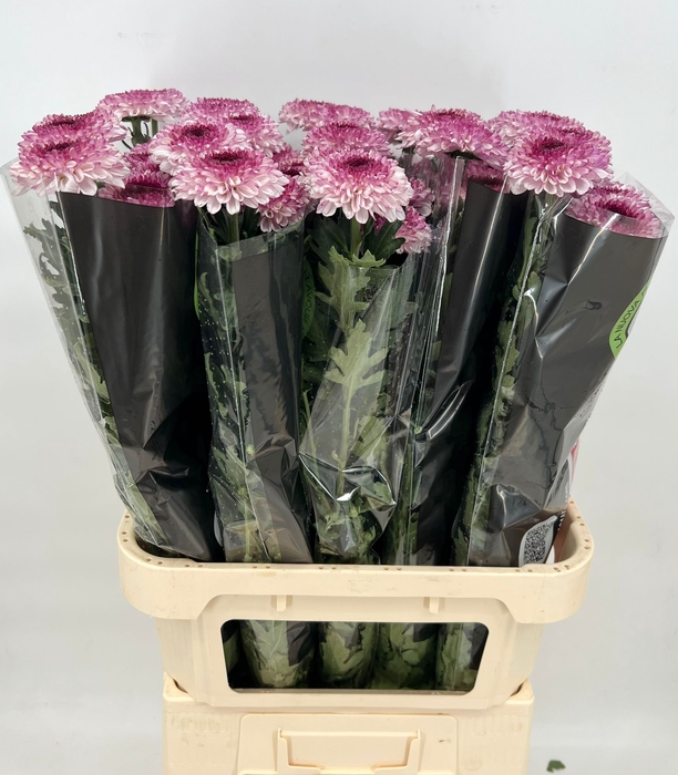 <h4>Chrys Gp Captiva Pink</h4>