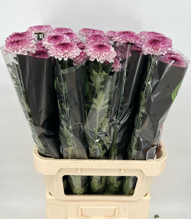 <h4>Chrys Gp Captiva Pink</h4>