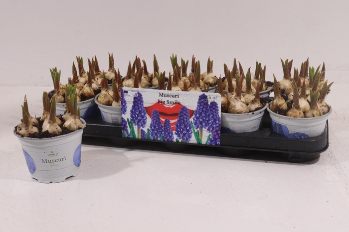 <h4>MUSCAR BIG SMILE</h4>