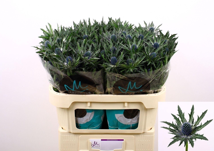 <h4>ERYNGIUM ORION QUESTAR ERYN ORION Q</h4>