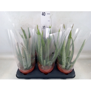 Aloe vera