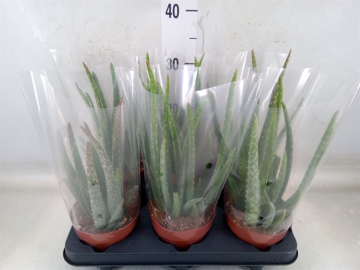 <h4>Aloe vera</h4>