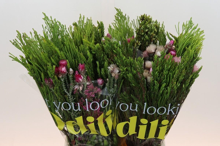 <h4>BQ Cape Greenmix</h4>