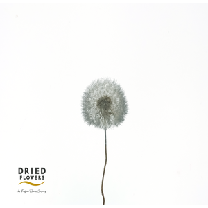 Dried Bleached Dandelion Regular Dark Green