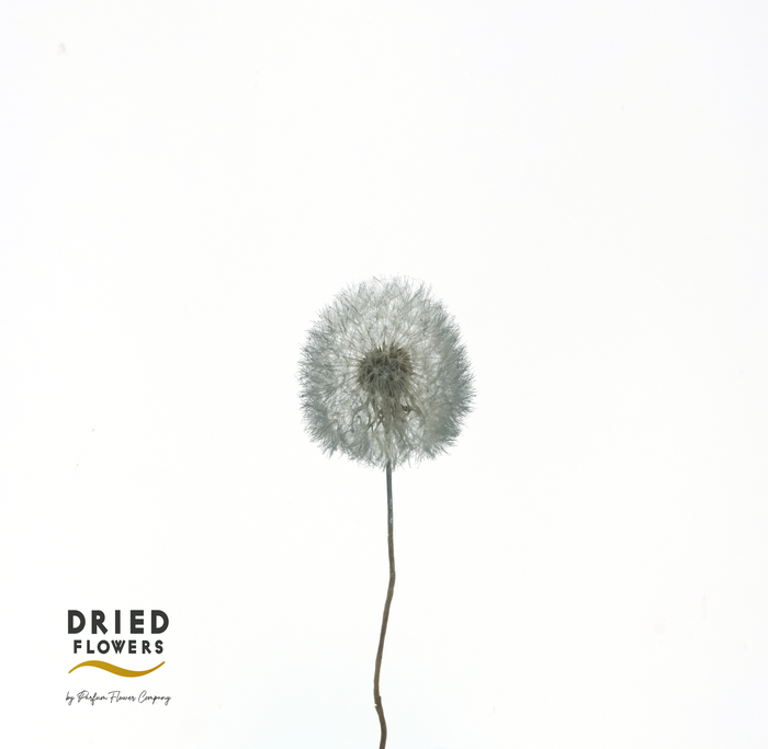 <h4>Dried Bleached Dandelion Regular Dark Green</h4>