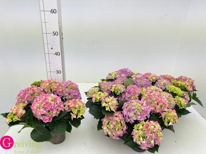 <h4>HYDR M EARLY ROSA</h4>