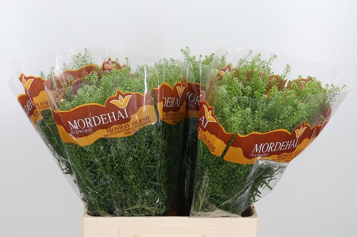 <h4>Lepidium Green Bell</h4>