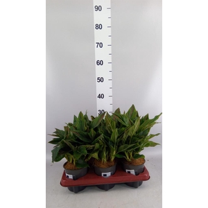 Aglaonema   ...