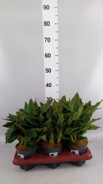<h4>Aglaonema   ...</h4>