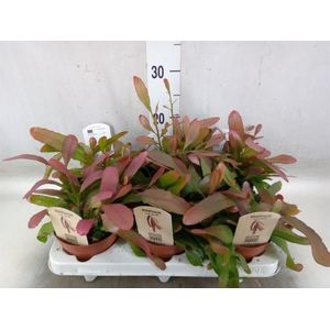 Rhipsalis   ...