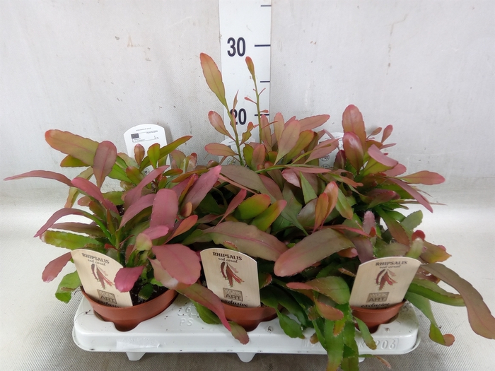 <h4>Rhipsalis   ...</h4>
