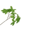 Silk Leaf Chestnut Green 135cm Nm