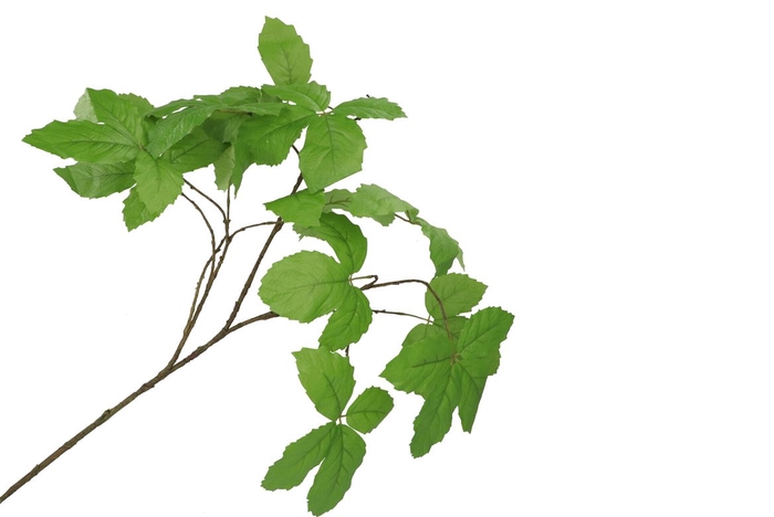 Silk Leaf Chestnut Green 135cm Nm