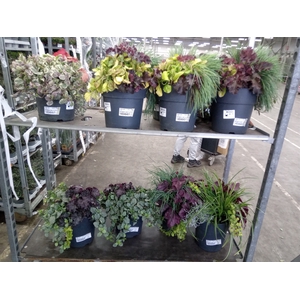 Vaste pltn   ...mix 3  [Perennials]