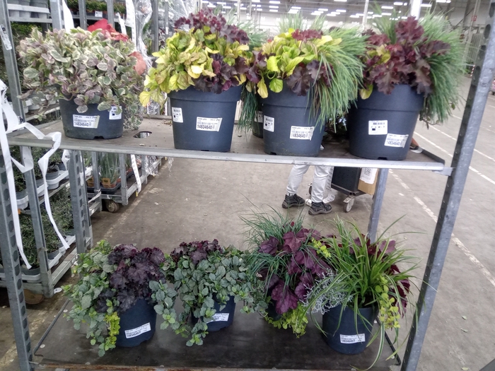 <h4>Vaste pltn   ...mix 3  [Perennials]</h4>