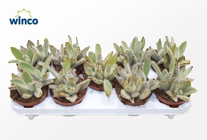 <h4>Kalanchoe Vilosa</h4>